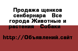 Продажа щенков сенбернара - Все города Животные и растения » Собаки   